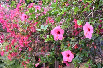 giardino con fiori rosa di hibiscus e buganvillea