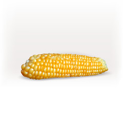 Yellow corn cob vector icon