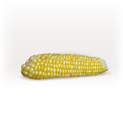 Yellow corn cob vector icon