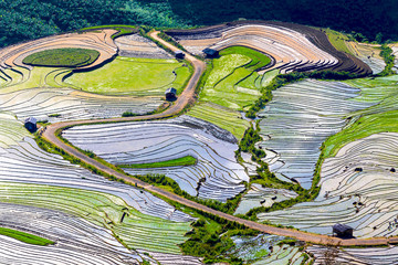Beautiful terraced rice fields in Vietnam