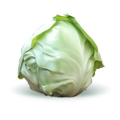 cabbage isolated vector