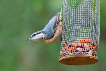 Eurasian nuthatch on a handmade bird feeder with peanuts