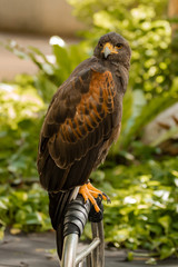 portrait of hawk
