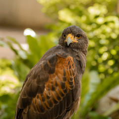 portrait of hawk