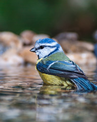 A blue tit taking a bath in a birdbath