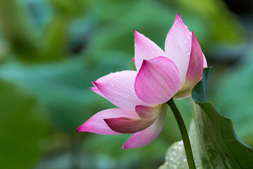 Lotus flowers