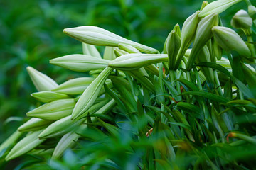Lilium flowers