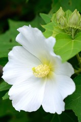 Hibiscus mutabilis / Cotton rosemallow