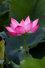 Obraz premium Lotus flowers