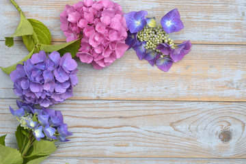 Close up of purple,pink, blue hydrangea flowers on a old wooden table empty copy space background
