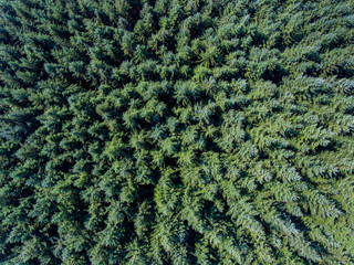 Green spruce forest from the above