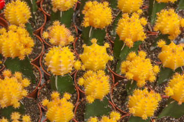 Blooming yellow flowering cactus