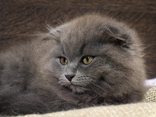 Portrait of a cute fluffy kitten. Cat gray lop-eared. The nose is black. Background wooden board