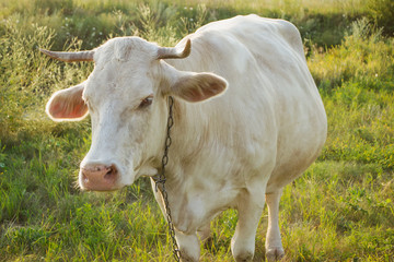 Naklejka na ściany i meble White young cow in countryside