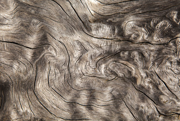 Holz