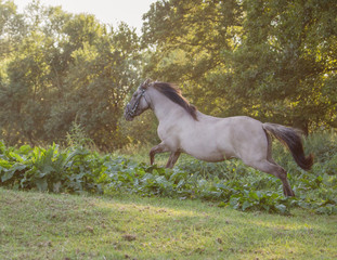 Fototapeta premium pferd