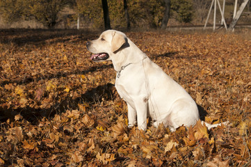 Лабрадор в листьях