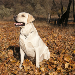 Палевый лабрадор