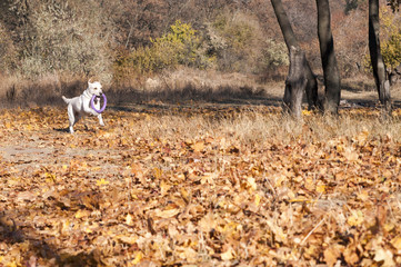 Лабрадор кобель