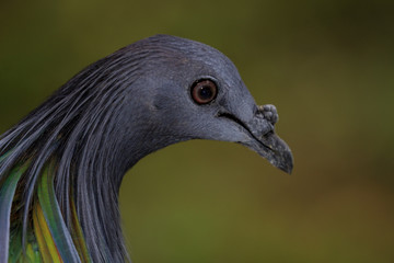 Nicobar Pigeon. Bird portrait. Exotic Asian bird
