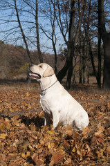 лабрадор ретривер