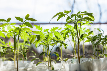 sprouts of tomato plant in plastic containers