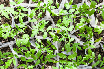 top view of green plant shoots in plastic tube