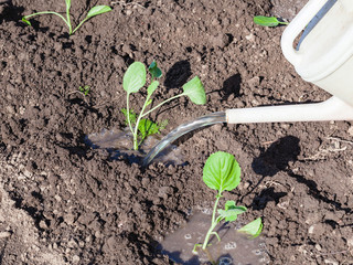 cabbage sprouts watered from watering can