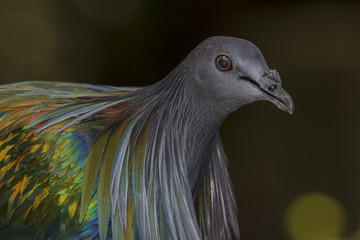 Nicobar Pigeon. Bird portrait. Exotic Asian bird