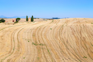Fototapeta na wymiar de grands champs de blé dans la campagne Toscane avec leurs lignes