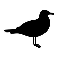 Seagull, shade picture