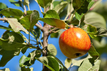 apples on tree