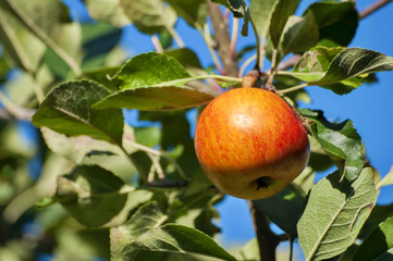 apples on tree