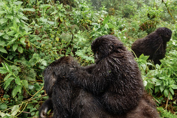 A female mountain gorilla with a baby on top