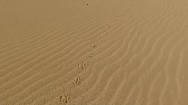 Sabbia del deserto e dune, granelli di sabbia, dune modellate dal vento, Corralejo, parco naturale. Fuerteventura. Isole Canarie
(Ultra High Definition, UltraHD, Ultra HD, UHD, 4K, 2160P, 3840x2160)