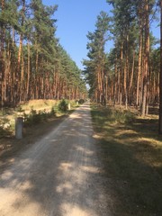 radweg im wald