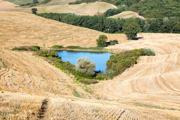 une petit étang au milieu des champs de céréales  blonds