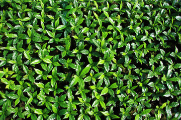 young plant backgound