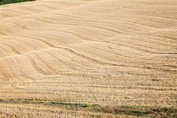 Fototapeta na wymiar champs de céréales cultivés avec des lignes ondulées