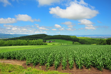 Fototapeta na wymiar Landscapes of Countryside in Hokkaido, Japan