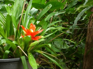 Ginger flower