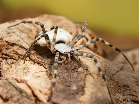 Closeup Spider-patisson (argiope lobata) on snag. soft focus, shallow DOF.