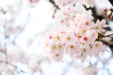 桜の花
