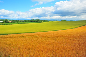 Cultivated Lands at Countryside of Hokkaido, Japan - 120771538