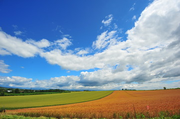 Obraz premium Cultivated Lands at Countryside of Hokkaido, Japan