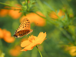 キバナコスモスの蜜を吸うキタテハ
