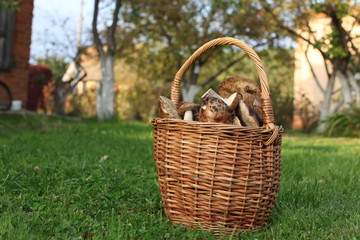 Fototapeta na wymiar mushrooms in the basket