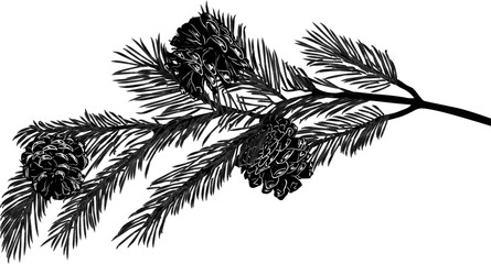 pine tree black branch with three small cones © Alexander Potapov
