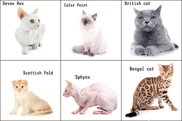 Beautiful cats with names of breeds on white background.