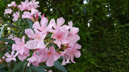 Nerium oleander rosa